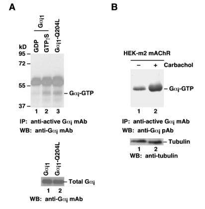 Gα<sub>i</sub> Activation Assay Kit