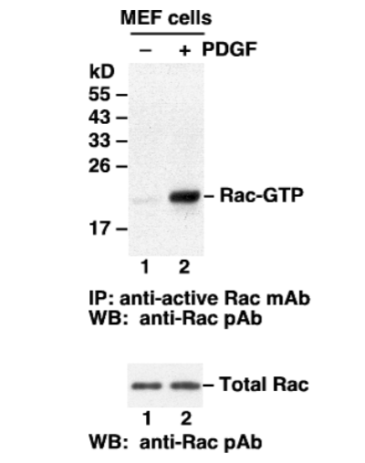 Rac Activation Assay Kit