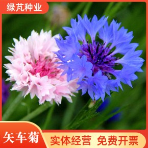 矢车菊种子 混色 易种阳台花卉蓝芙蓉种子景观花卉