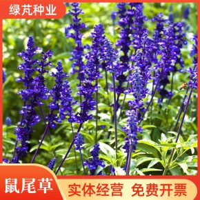 鼠尾草种子 四季易种庭院阳台洋苏草种子 景观花海植物 绿芃种业