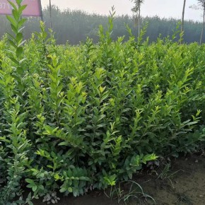 唐山绿叶水蜡苗 金叶水蜡苗 天津水蜡苗